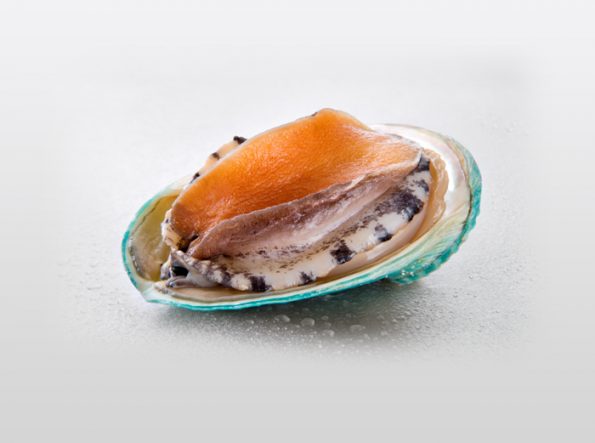 Frozen Tiger Abalone in a shell