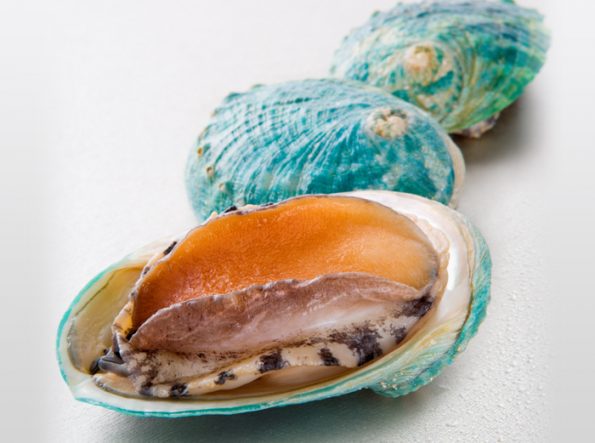 Frozen Tiger Abalone in a shell